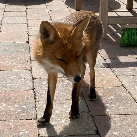 Ibiza In De Duinen Aan Zee Chalé